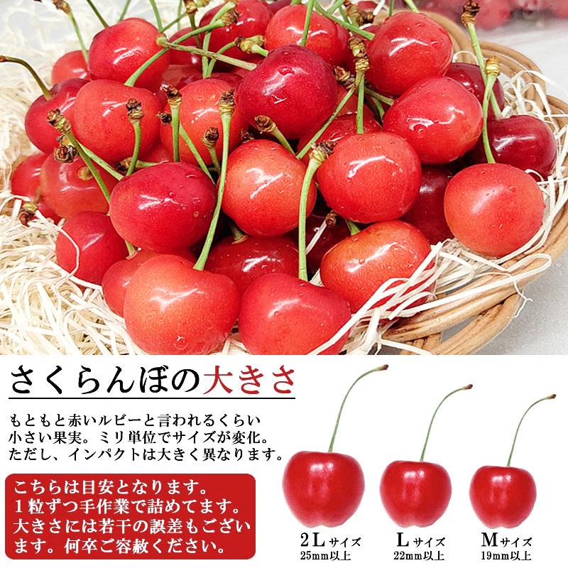 予約販売 6月上旬より順次発送 さくらんぼ 山形県産 佐藤錦 1kg 予約販売 6月上旬より順次発送 さくらんぼ 山形県産 佐藤錦 1kg