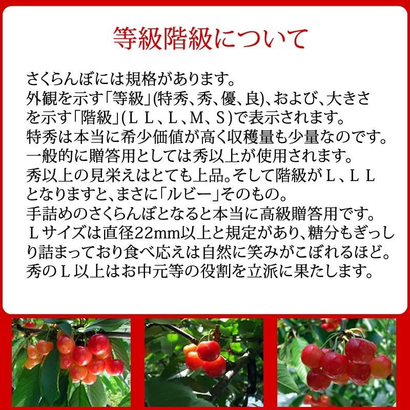 予約販売 6月上旬より順次発送 さくらんぼ 山形県産 佐藤錦 1kg 予約販売 6月上旬より順次発送 さくらんぼ 山形県産 佐藤錦 1kg
