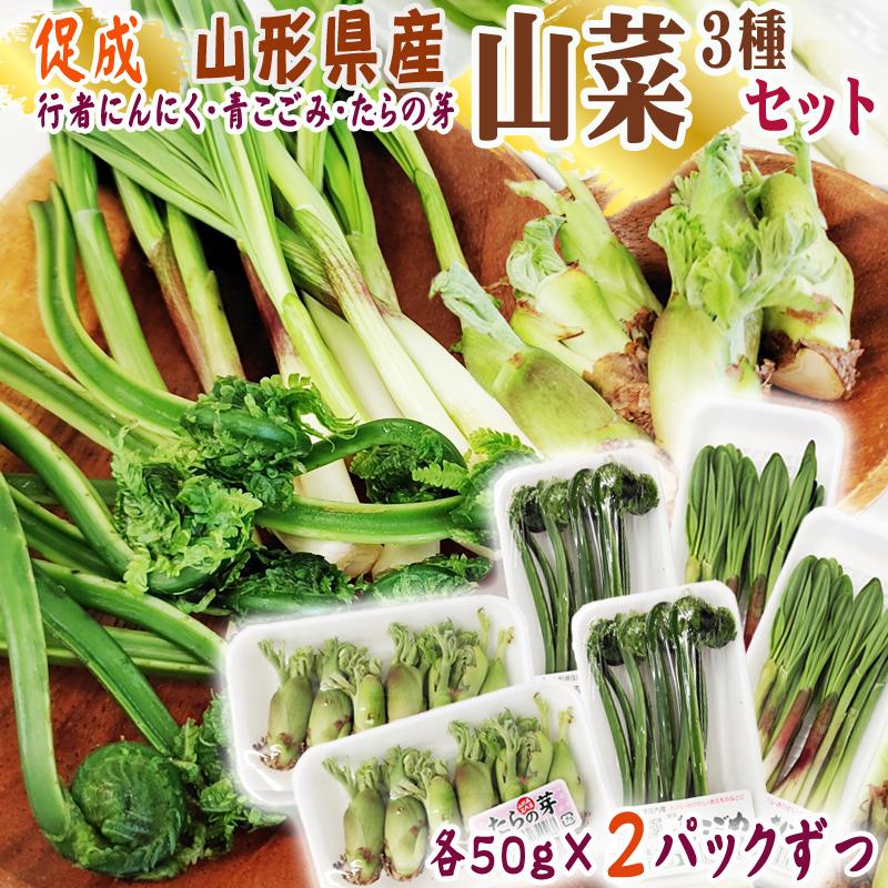山形県産 促成 山菜 3種セット 行者にんいく 青こごみ たらの芽 3種各