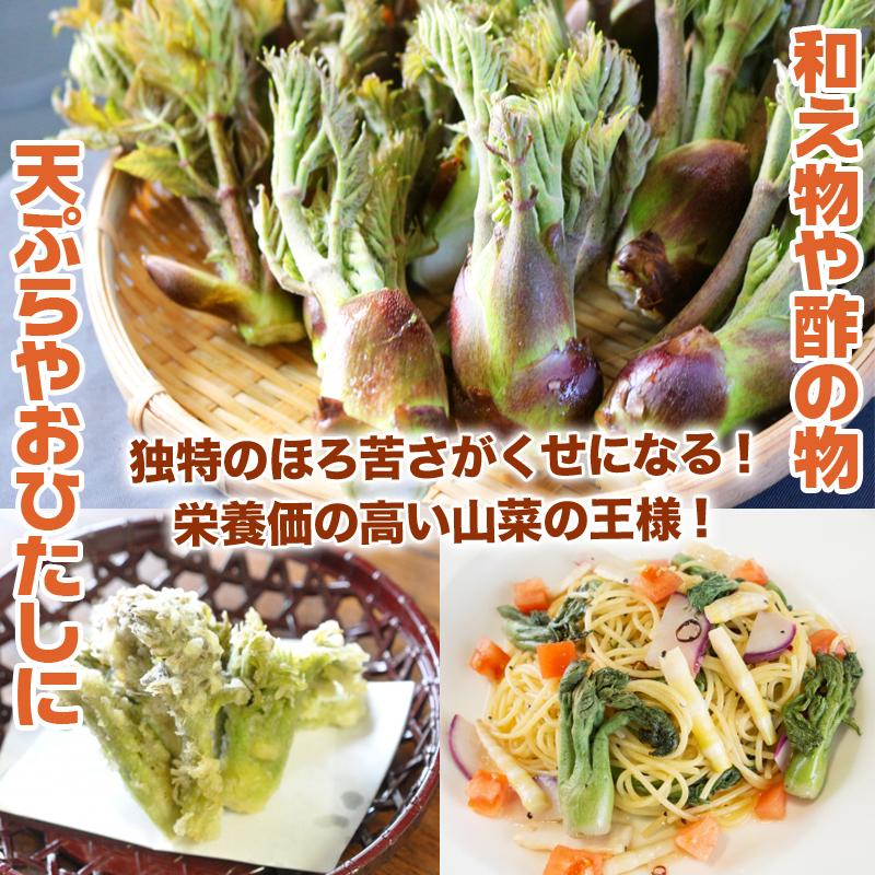 山形県産 促成 山菜 3種セット 行者にんいく 青こごみ たらの芽 3種各