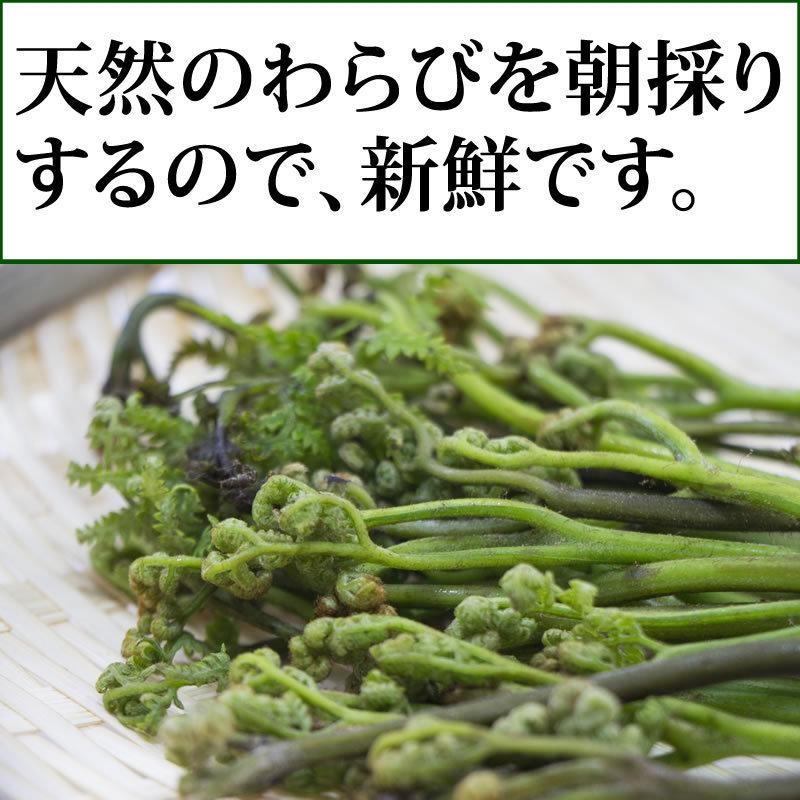 わらび (生) 3kg (1kg×3束) 天然 山形県産 飯豊連峰 朝採り 山菜 産地