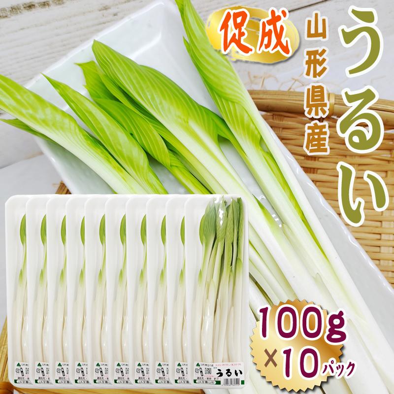 山形県産 促成 山菜 うるい 1kg (100g×10パック) 送料無料 クール便