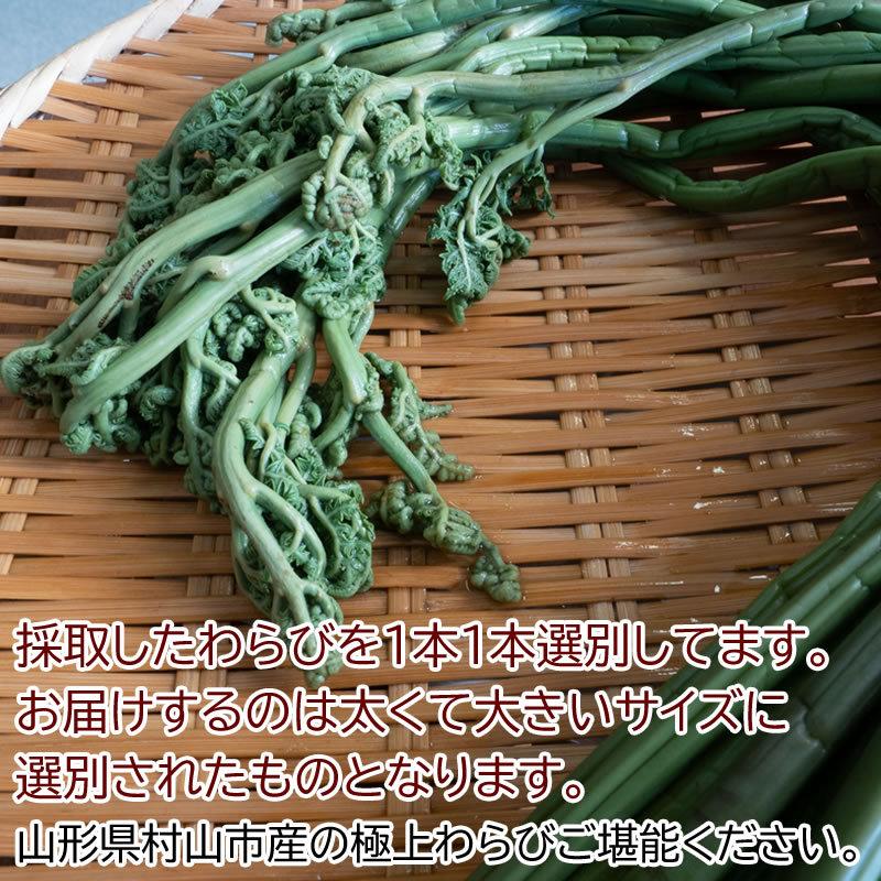2022モデル 山形県産 天然山菜ワラビ 朝採りわらび 10kg東北関東送料無料 飯豊連峰 朝日連峰クール便 山形県産天然わらび塩漬け10kg 送料込み 山菜 ワラビ 蕨