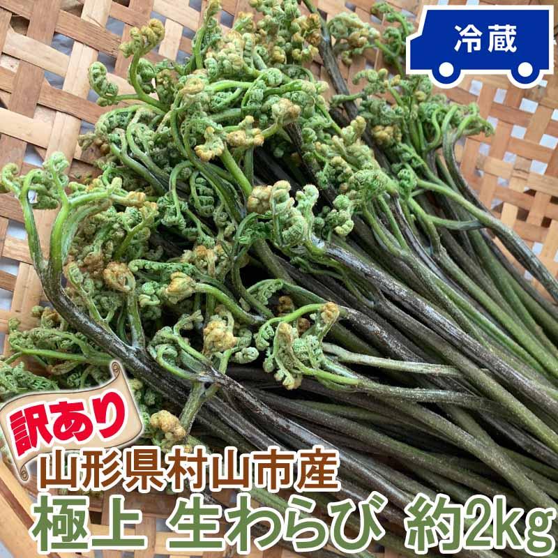 訳あり わらび 2kg 山形県 村山市産 極上 生 山菜 ワラビ 蕨 送料無料