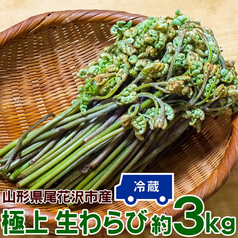わらび 3kg (1kg×3束) 山形県 尾花沢市産 極上 生 山菜 ワラビ 蕨 送料