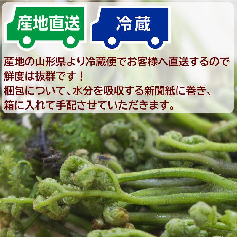 わらび 4kg (1kg×4束) 山形県 尾花沢市産 極上 生 山菜 ワラビ 蕨 送料
