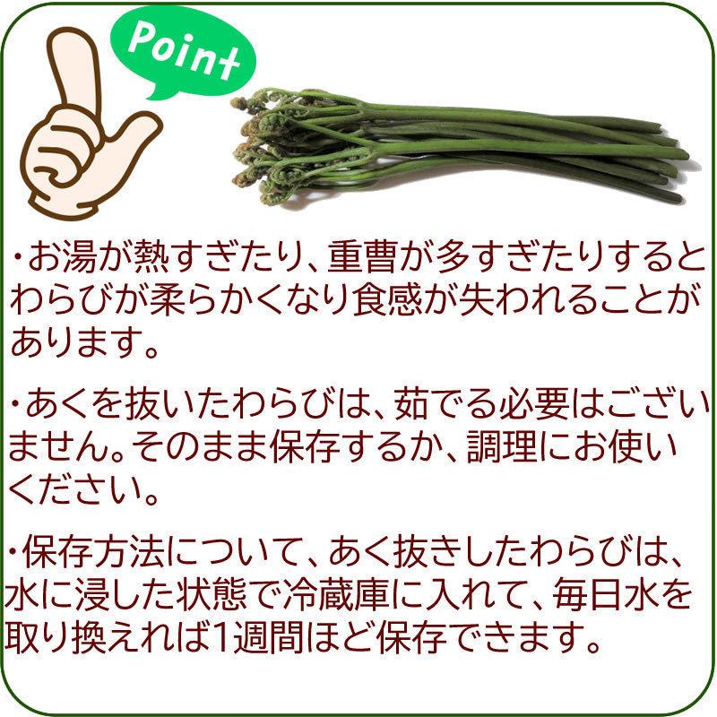 わらび 4kg (1kg×4束) 山形県 尾花沢市産 極上 生 山菜 ワラビ 蕨 送料