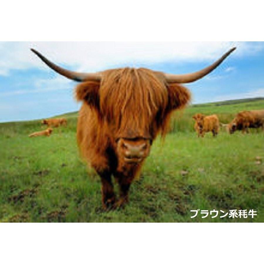 貴重なチベット産ヤク絨毛100％大判ストール、原色の画像