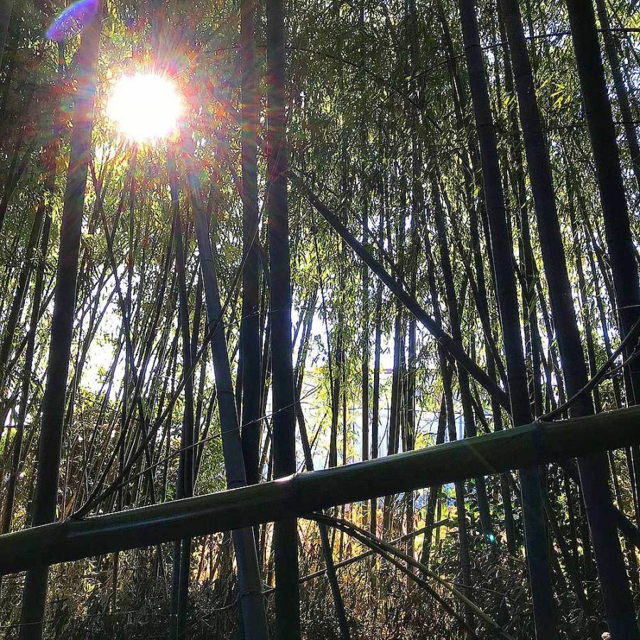 間接照明 おしゃれ 竹灯篭 野宿の灯 上州華寓夜 1節1段 竹あかり 孔雀