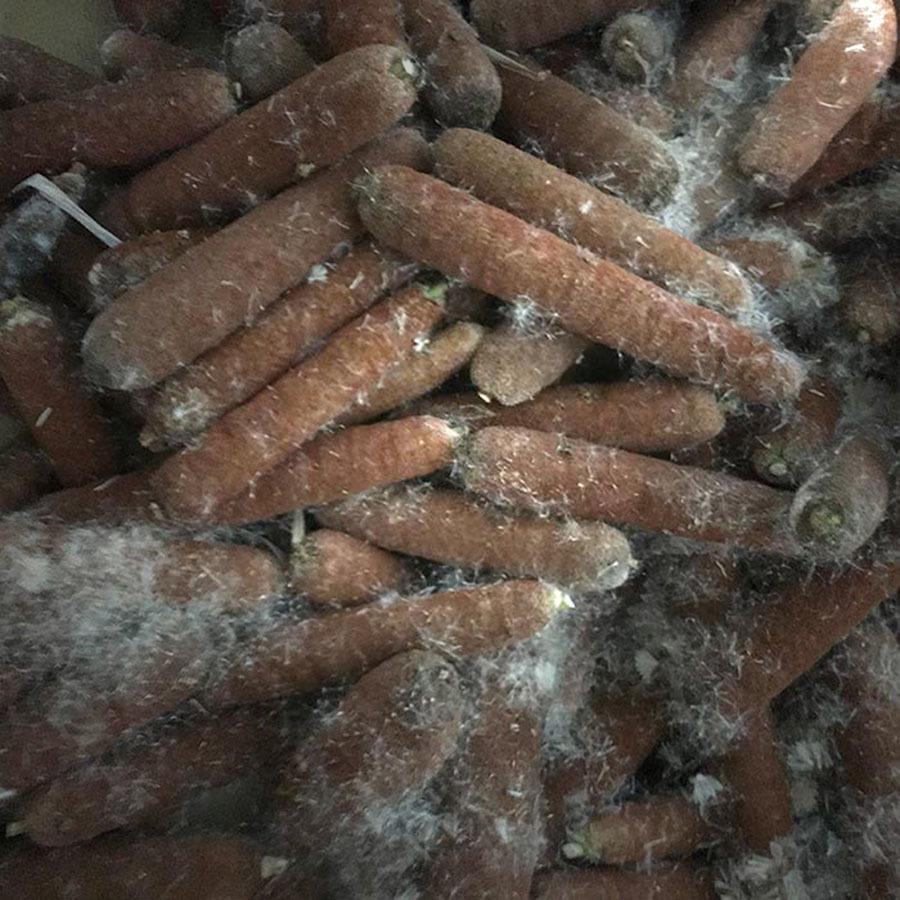 野宿の匠 火口 ホクチ ほくち 着火剤 蒲の穂 Y Cpt Y 火起こし 焚火 野営のミックス 通販 Yahoo ショッピング