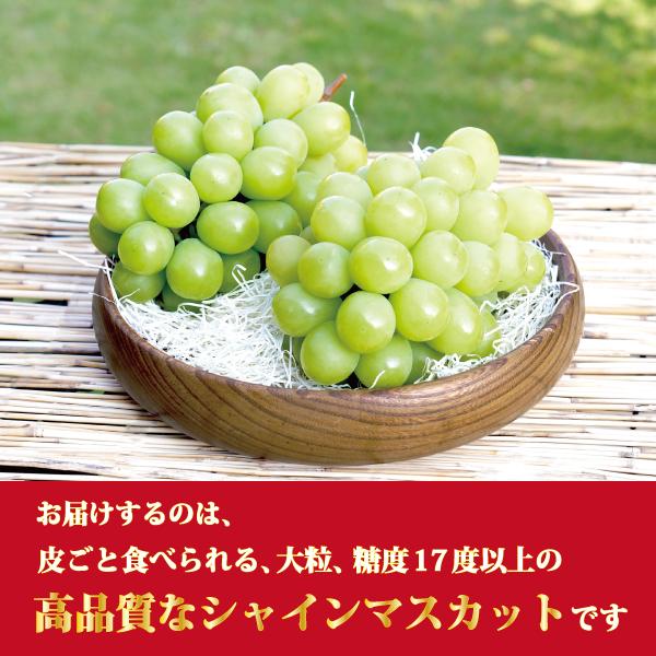 マスカット徳用 ☆タイムセール☆お徳用岡山県産シャインマスカット約1.2kg（2
