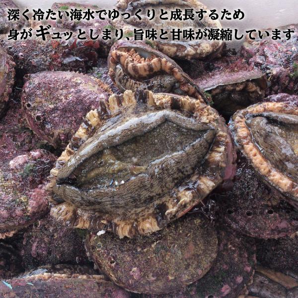 アワビ 三陸産 冷凍 国産 南三陸 エゾアワビ 産直 あわび 仙臺いろは BBQ お取り寄せ 