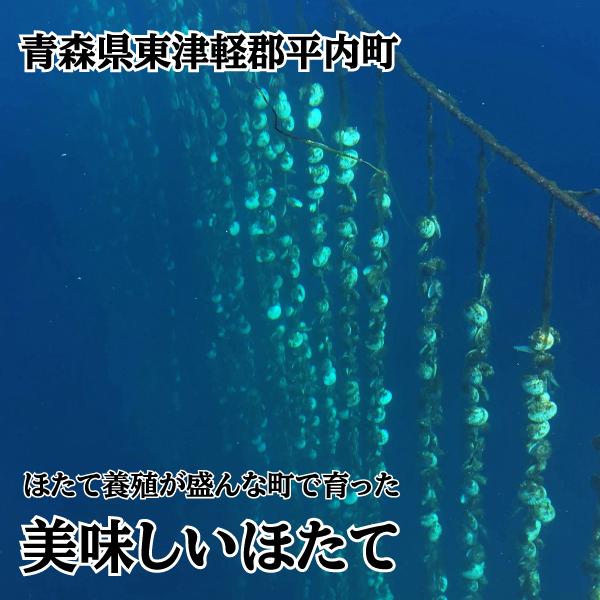 年末のプロモーション特価 ボイルほたて 10kg 青森県産 送料無料 陸奥湾 ホタテ 養殖 帆立 スチーム 急速冷凍 お取り寄せ Supplystudies Com