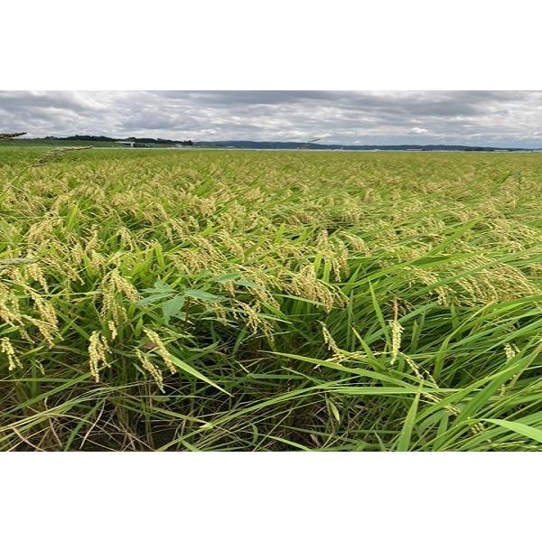 米 もち玄米 みやこがねもち 玄米 30kg 令和7年度 宮城県北産