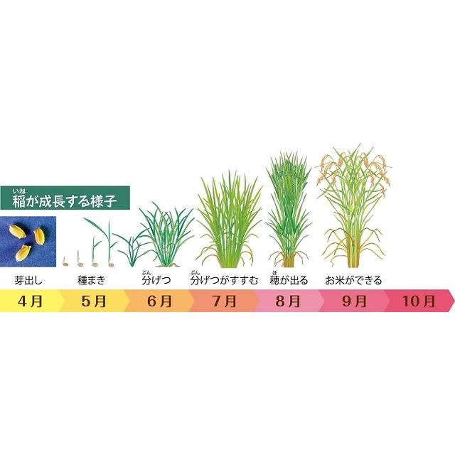 新米 もち玄米 みやこがねもち 玄米 30kg 令和7年度 宮城県北産