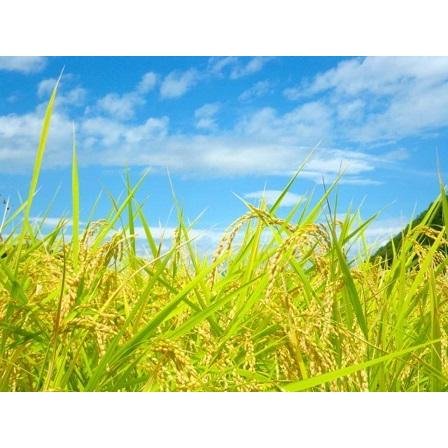 令和6年　宮城県産　ミルキークイーン　玄米30キロ 令和7年産 茨城県産ﾐﾙｷｰｸｲｰﾝ 30kg | きらいちネットショップ
