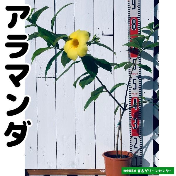 アラマンダ 13.5cmポット 熱帯花木 | 
