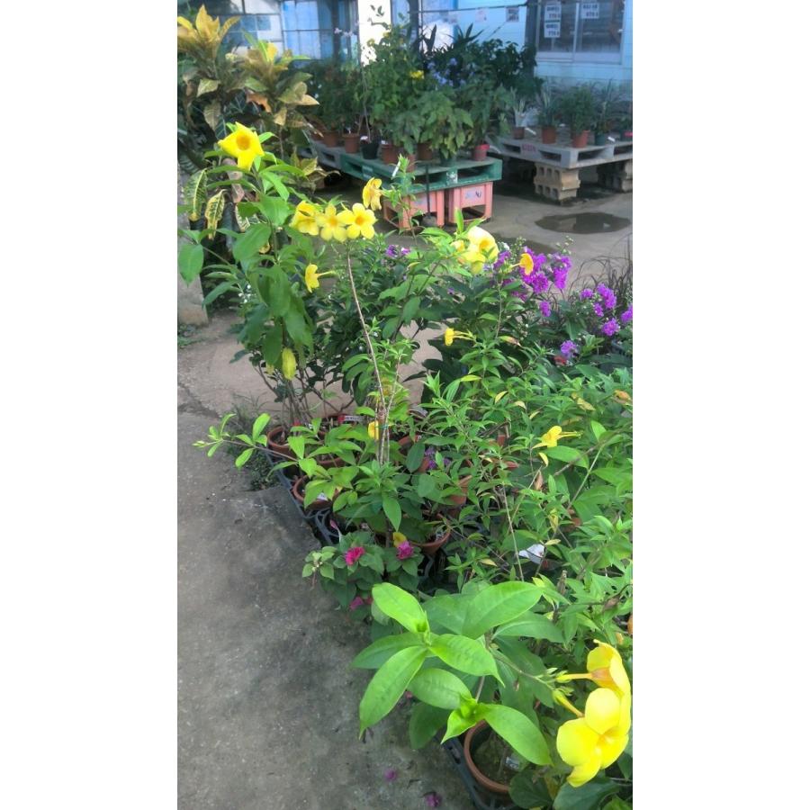 アラマンダ 13 5cmポット 熱帯花木 A1 宮古グリーンセンター 通販 Yahoo ショッピング