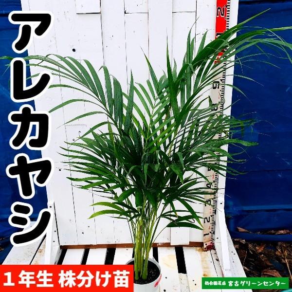 アレカヤシ苗  観葉植物 | 