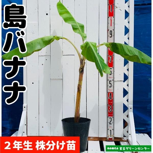 島バナナ苗 株分け苗 2年生 21cmポット 熱帯果樹苗 | 
