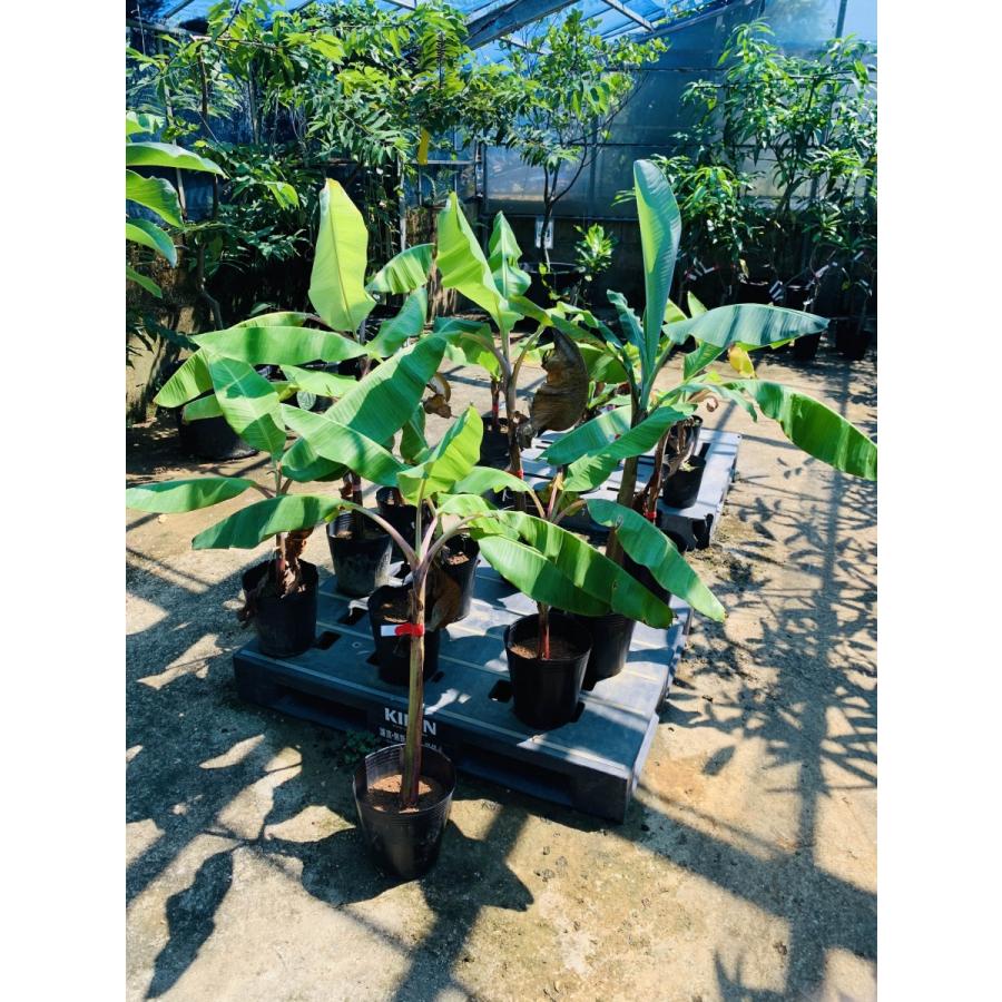 島バナナ苗 株分け苗 2年生 21cmポット 熱帯果樹苗 |  | 02