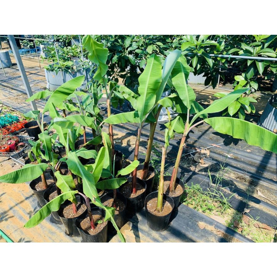 島バナナ苗 株分け苗 2年生 21cmポット 熱帯果樹苗 |  | 03