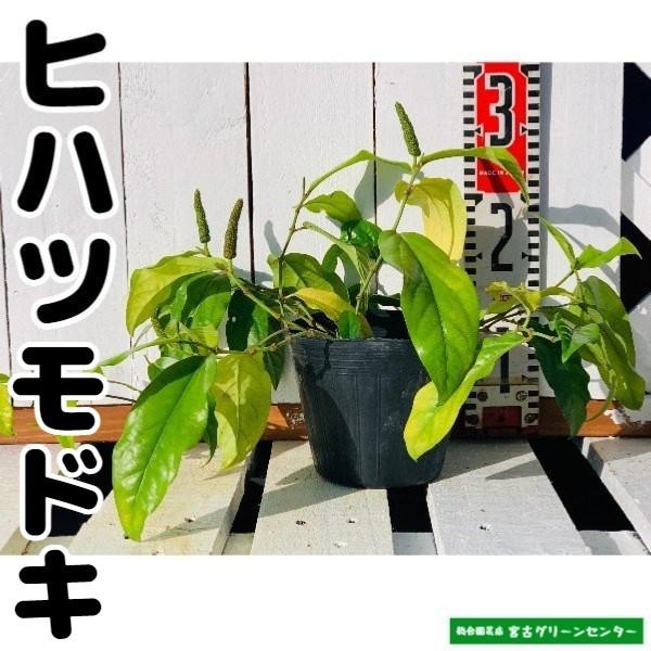 ヒハツモドキ 13.5~15cmポット 観葉植物｜miyakogreencenter