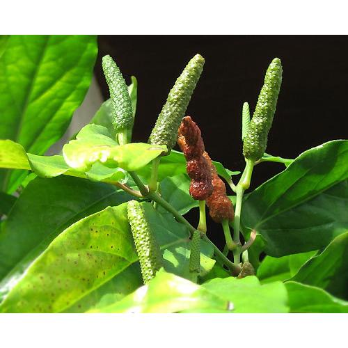 ヒハツモドキ 13.5~15cmポット 観葉植物 |  | 02