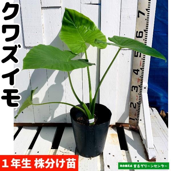 クワズイモ(出世芋)苗 21cmポット 観葉植物 | 