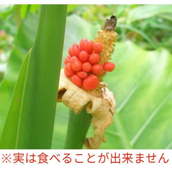 クワズイモ(出世芋)苗 21cmポット 観葉植物｜miyakogreencenter｜02