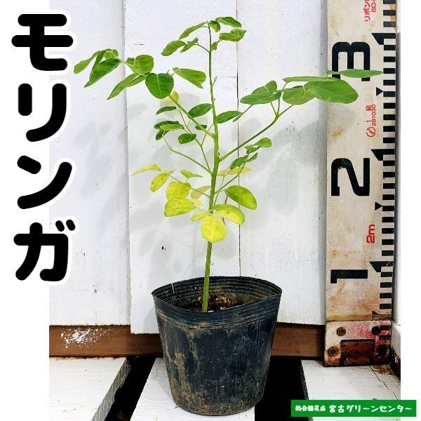 モリンガ苗 10.5cmポット 薬用植物 | 