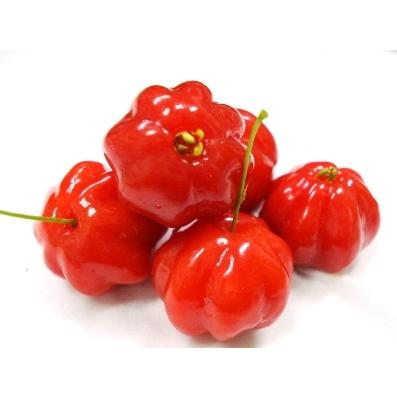 ピタンガ苗 実生苗 5年生 18~21cmポット 熱帯果樹苗 |  | 01