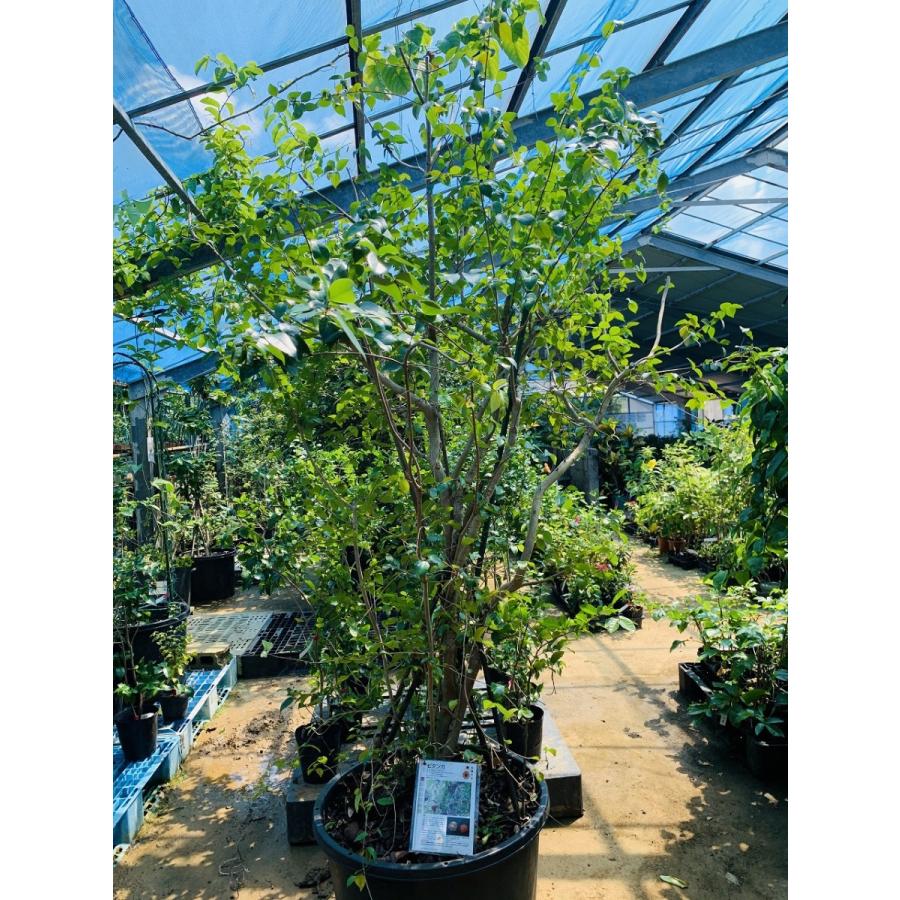 ピタンガ苗 実生苗 5年生 18~21cmポット 熱帯果樹苗 |  | 03
