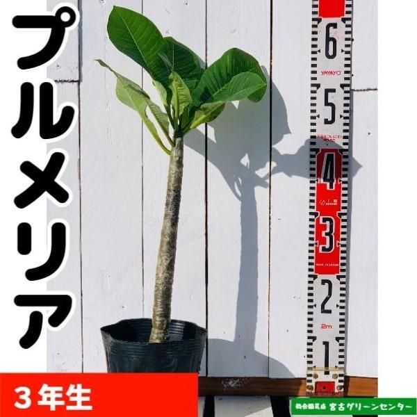 プルメリア 12~15cmポット 熱帯花木 | 