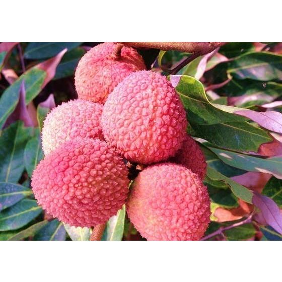 ライチ【玉荷包】美味しい！最高級品種！取木苗木 レイシ(ライチ)苗【玉荷包】取木苗 3年生 18~21cmポット 熱帯果樹苗