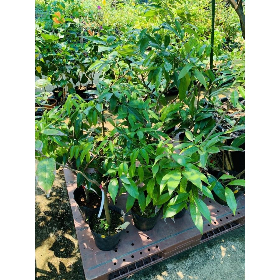レイシ(ライチ)苗【玉荷包】取木苗 3年生 18~21cmポット 熱帯果樹苗