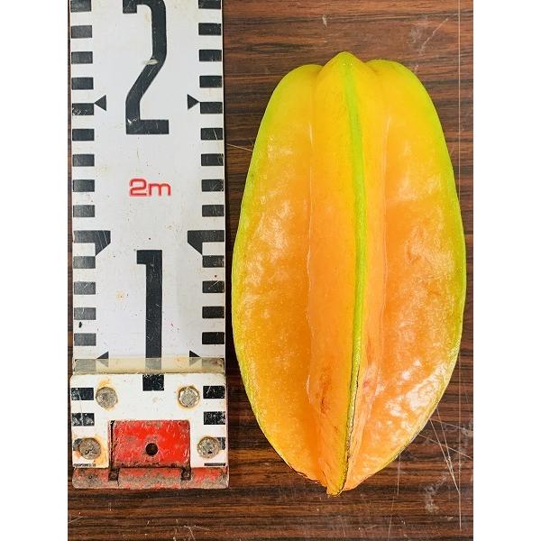スターフルーツ苗 接木苗 2年生 18~24cmポット 熱帯果樹苗 |  | 01