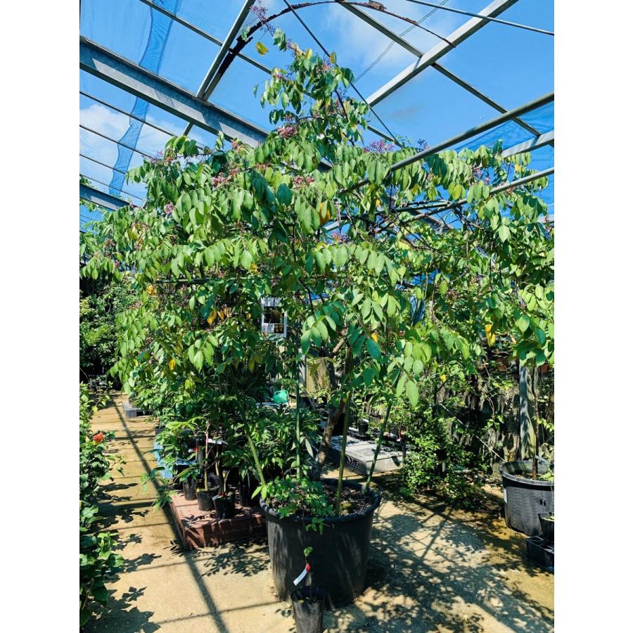 スターフルーツ苗 接木苗 2年生 18~24cmポット 熱帯果樹苗 |  | 02