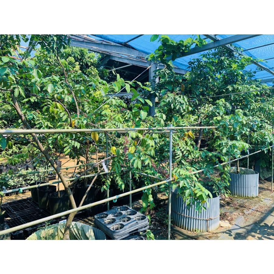 スターフルーツ苗 接木苗 2年生 18~24cmポット 熱帯果樹苗 |  | 03
