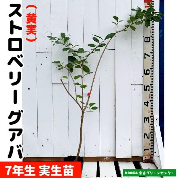 ストロベリーグアバ苗【黄実】実生苗 7年生 12cmポット 熱帯果樹苗 | 