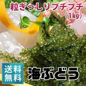 数量限定価格!! 朝どり新鮮 宮古島の海ぶどう 1kg 茎なし 沖縄 宮古島