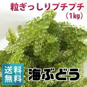 海ぶどう お得な １キロ 茎なし 沖縄産 海ぶどう 1kg 朝どり新鮮な宮古島産 茎なし 沖縄 宮古島 居酒屋 小料理
