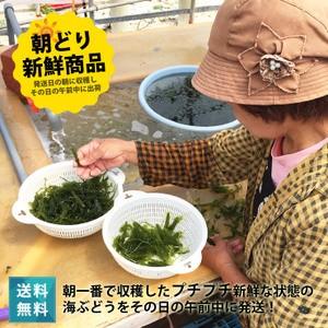 海ぶどう 1kg 朝どり新鮮な宮古島産 茎なし 沖縄 宮古島 居酒屋 小料理