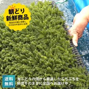 海ぶどう 1kg 朝どり新鮮な宮古島産 茎なし 沖縄 宮古島 居酒屋 小料理 