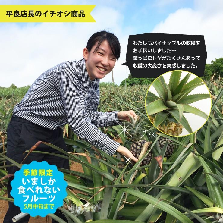 6月上旬より発送 宮古島産ピーチパイン2kg（3〜4玉）もぎたて