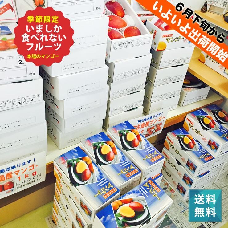 myat nan様専用 宮古島産 アップルマンゴー 20キロ