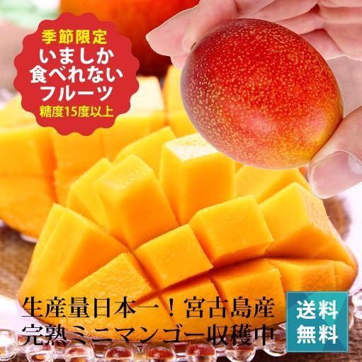 産地直送 宮古島ミニマンゴー 沖縄産 約1kg 5〜20玉 生産量日本