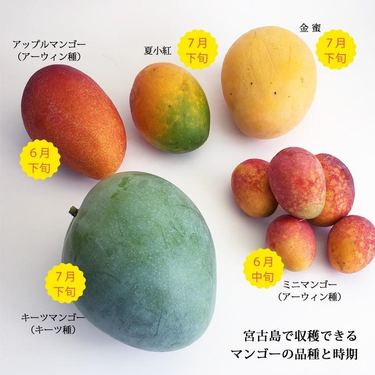 キーツマンゴー2kg 2〜3玉 本場の宮古島マンゴー 8月上旬より順次発送