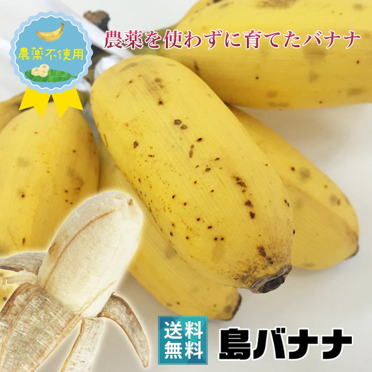 狩俣さんの島バナナ 1kg前後 宮古島産 農薬不使用 ぶら下げ用ヒモと