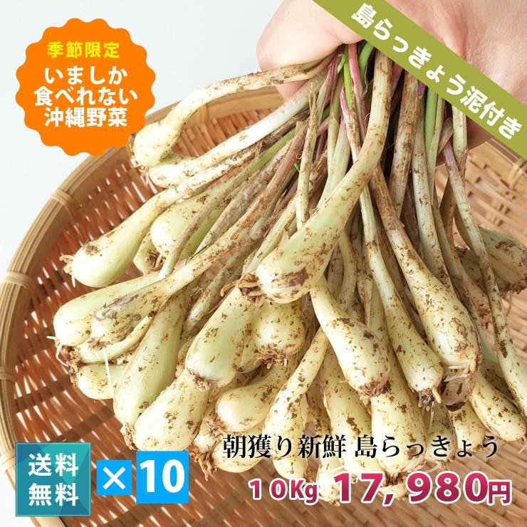 沖縄県産♪島らっきょう10㎏ 島らっきょう 10kg